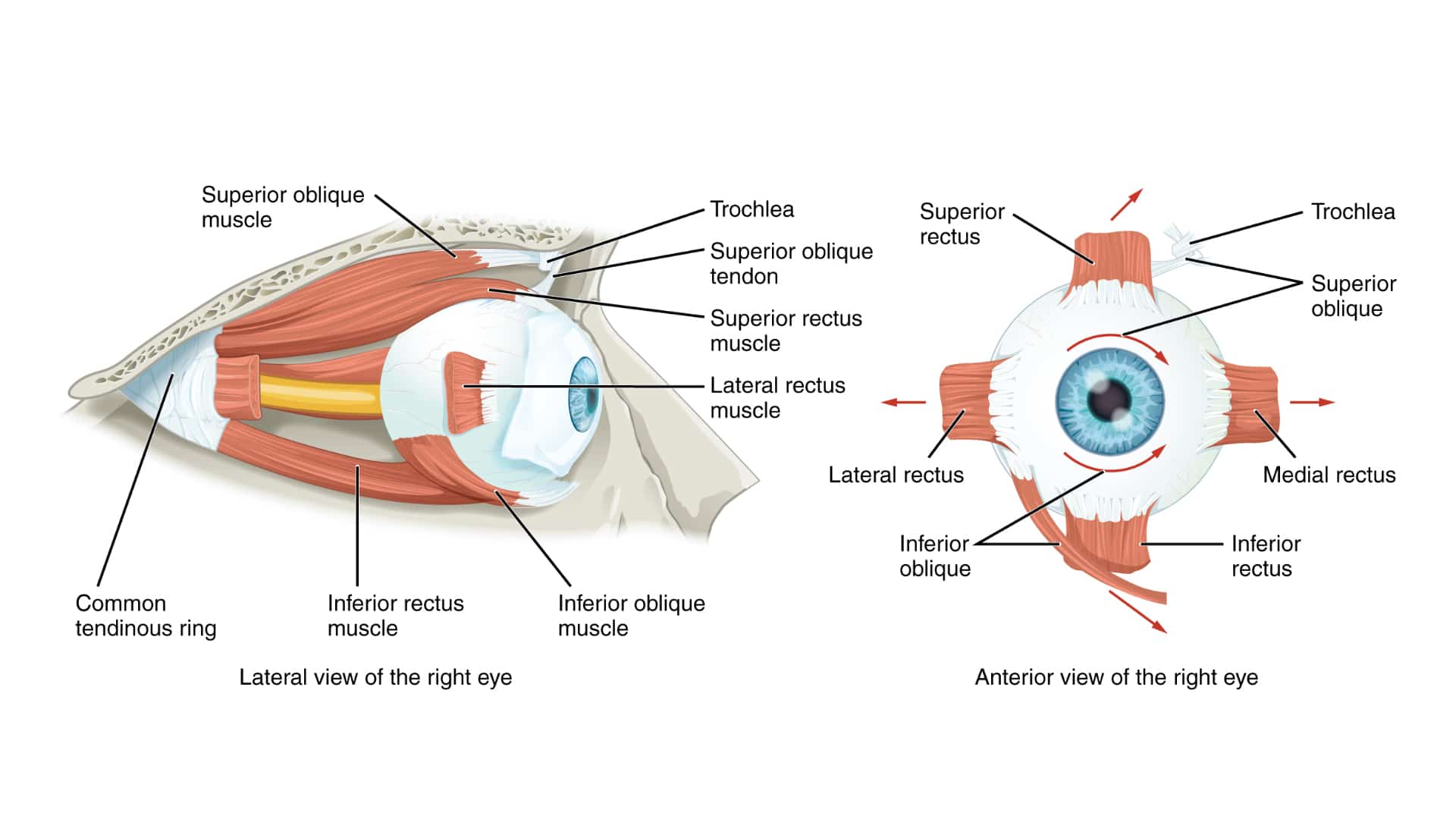 Extraocular Muscle Optography