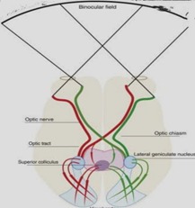 Binocular vision