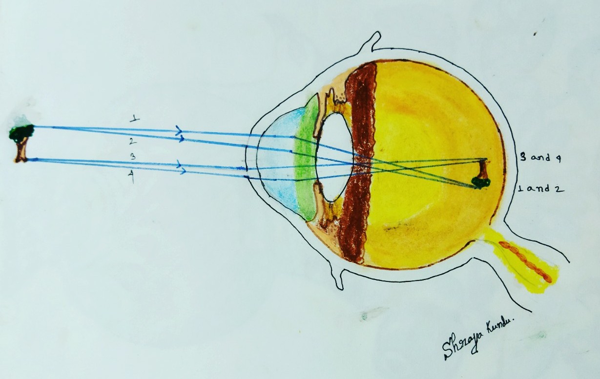 Schematic Eye and Reduced Eye