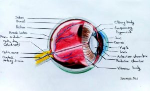 Read more about the article Components of the Eye’s optical system