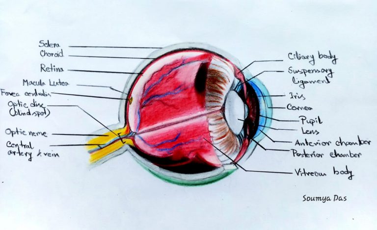 Components of the Eye's optical system - Optography