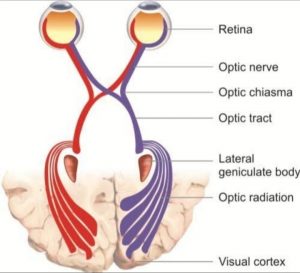 Read more about the article Anatomy of visual pathway