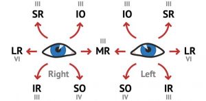 Read more about the article Anatomy and physiology of ocular movement