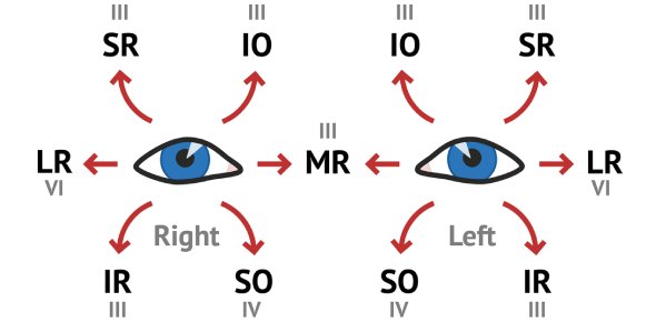 Anatomy and physiology of ocular movement