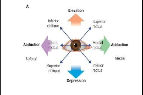 Types of ocular movements