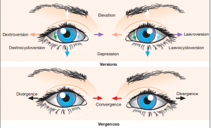 Read more about the article Assessment of Ocular Movements