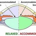 Accommodation and related terms