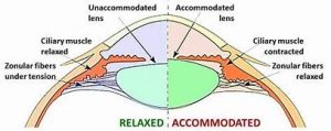Read more about the article Accommodation and related terms