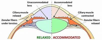 You are currently viewing Accommodation and related terms
