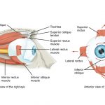 Extraocular Muscle
