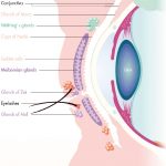 CONJUNCTIVAL GLANDS AND STRUCTURE
