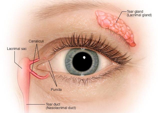 Lacrimal Glands Optography 