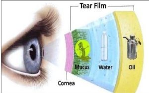 STRUCTURE OF TEAR FILM