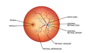 Read more about the article Retina