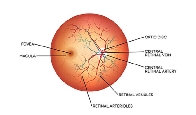 You are currently viewing Retina