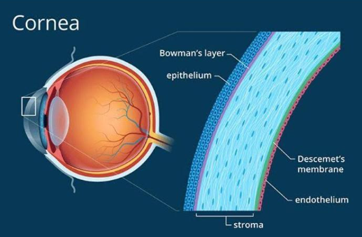 Read more about the article Basic embryology of the Cornea