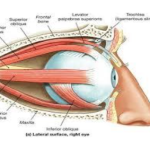FACTORS INVOLVED IN MECHANISM OF EXTRAOCUALR MUSCLES