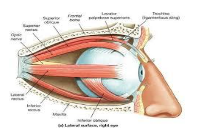 You are currently viewing FACTORS INVOLVED IN MECHANISM OF EXTRAOCUALR MUSCLES