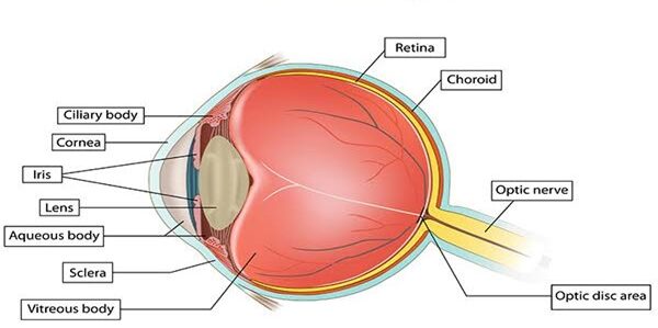 Read more about the article Explain the effects of light on the human eye