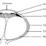 Anatomy of Eyeball