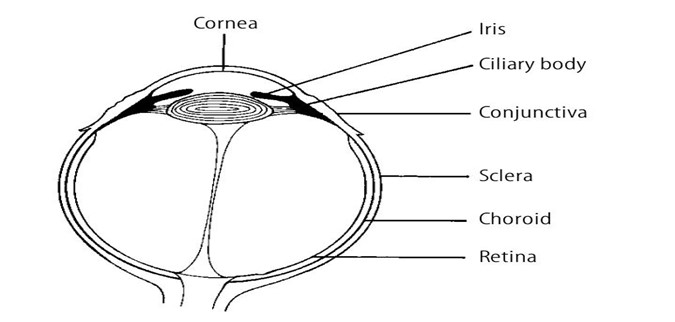Read more about the article Anatomy of Eyeball