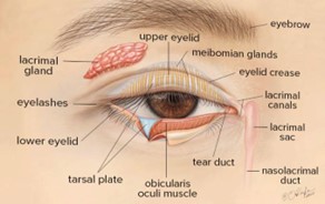You are currently viewing Different Muscles in Eyelid