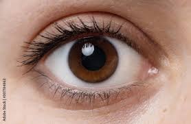 Read more about the article HEALTHY EYE