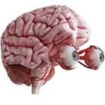 Neuro-Optometry: Vision Rehabilitation for Traumatic  Brain Injury