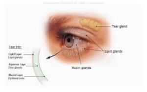 Read more about the article Evaluation and Management of Dry Eye Using Tear Film Biomarkers