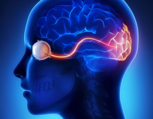 Read more about the article Understanding Cortical Visual Impairment: When the Eyes Work but the Brain Doesn't See
